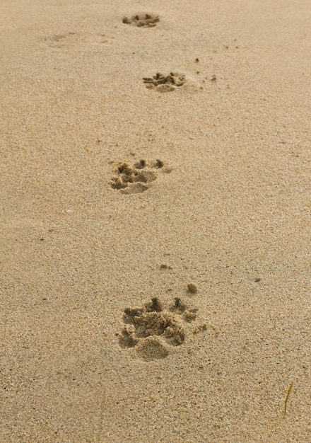 Hunde Fußabdrücke