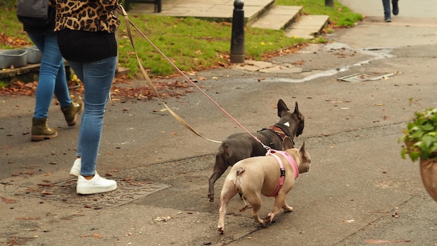 Foto hunde im park