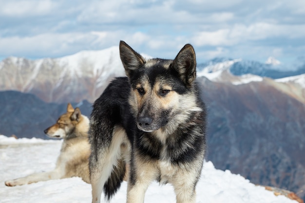 Hunde im Schnee in den Bergen, Hunde ruhen in der Sonne am Berghang