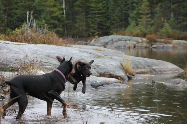 Foto hunde im wasser