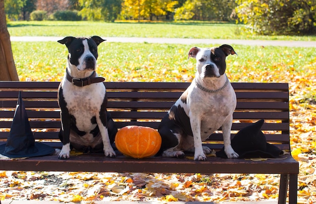 Hunde in Hexenhüten mit einem Kürbis auf einem Hintergrund aus gelben Blättern Halloween-Feier