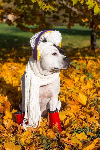Hunde in Hüten mit Schal Anhören von Musik mit Kopfhörern auf einem Spaziergang Heller goldener Herbst lustige schöne Hunde in Outfits