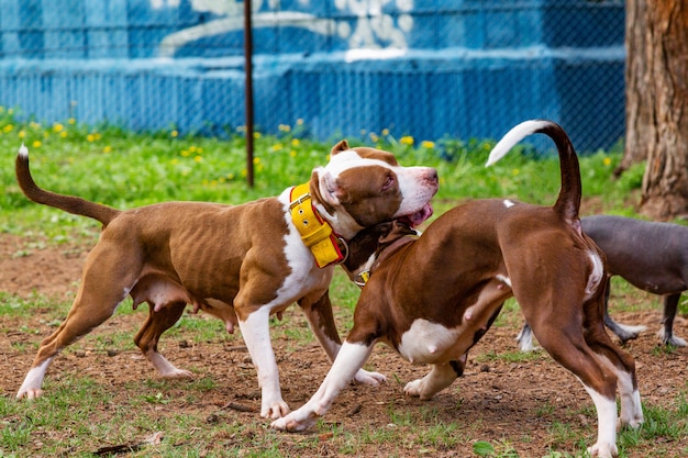 Hunde kämpfen auf dem Rasen des Parks.