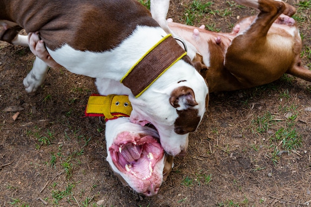 Hunde kämpfen auf dem Rasen des Parks.