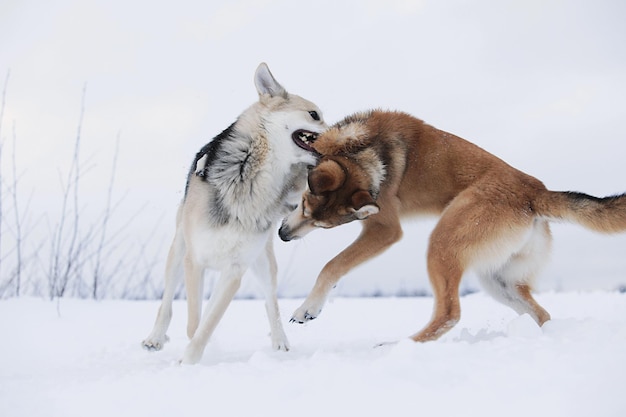 Hunde kämpfen auf schneebedecktem Land