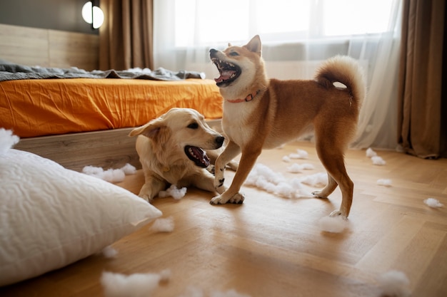 Hunde kämpfen im Schlafzimmer