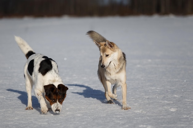 Hunde laufen auf schneebedecktem Land