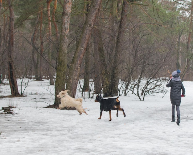 Hunde laufen im Winter bei schlechtem, nassem Wetter herum