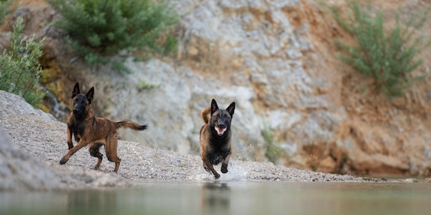 Hunde laufen ins Seewasser