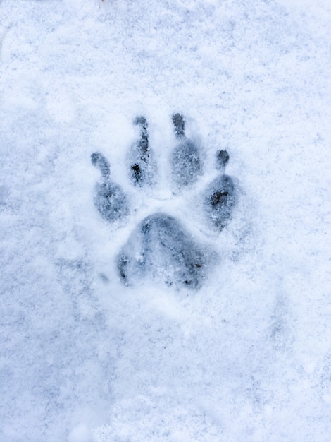 Hunde- oder Wolfsfußabdruck auf Schnee