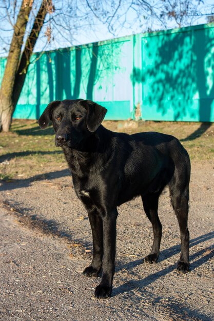 Foto hunde schauen