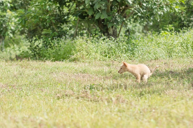 Hunde schlendern auf dem Rasen