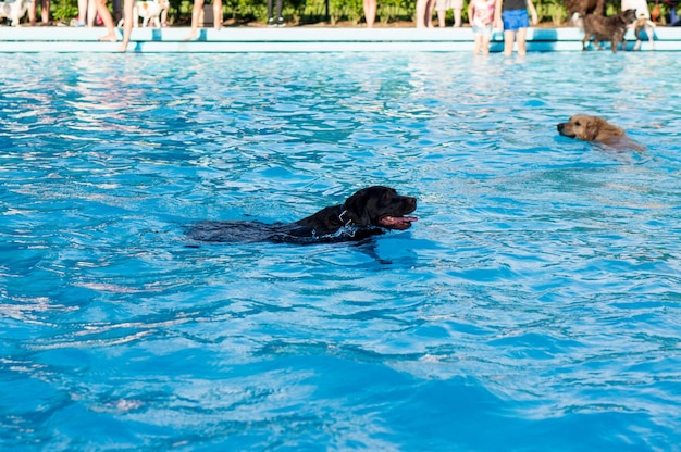 Foto hunde schwimmen im pool