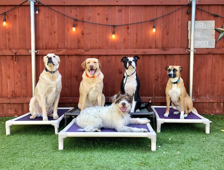 Foto hunde sitzen auf dem gras