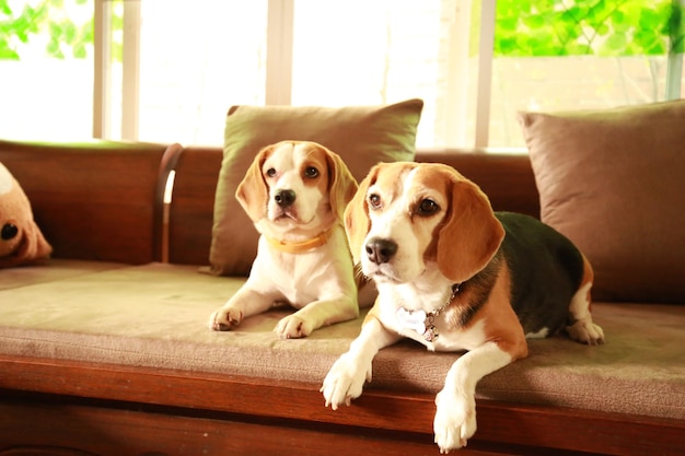 Foto hunde sitzen auf dem sofa