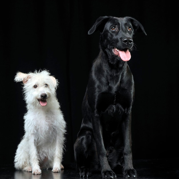 Hunde sitzen vor schwarzem Hintergrund