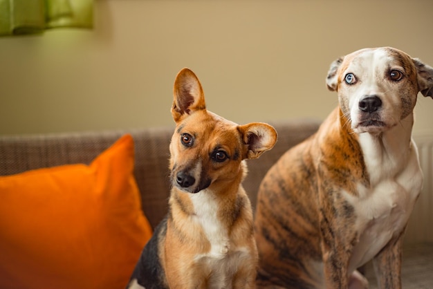 Hunde sitzen zu Hause auf dem Bett