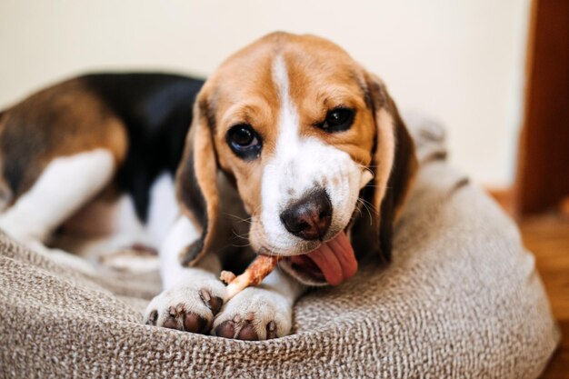 Foto hunde-snack-knüppchen für welpen beagle-hunden, die zu hause knüppchen-knütchen für hunde essen