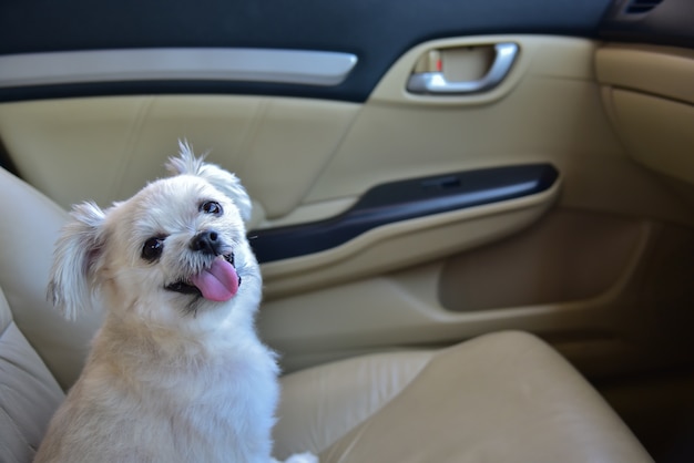 Hunde so nette Mischzucht mit Shih-Tzu, Pomeranian und Pudel, die auf Autositz sitzen