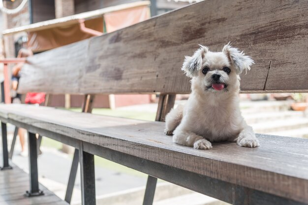 Hunde so nette Mischzucht mit Shih-Tzu, Pomeranian und Pudel, die auf Stuhl sitzen