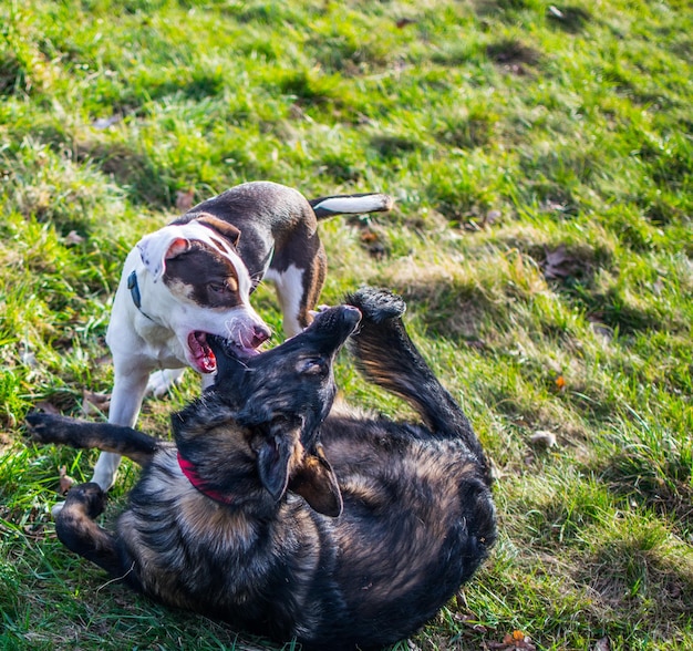 Hunde spielen auf einem grasbewachsenen Feld