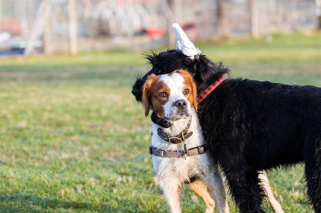 Hunde spielen im grünen Gras mit Bäumen und Menschen im Hintergrund