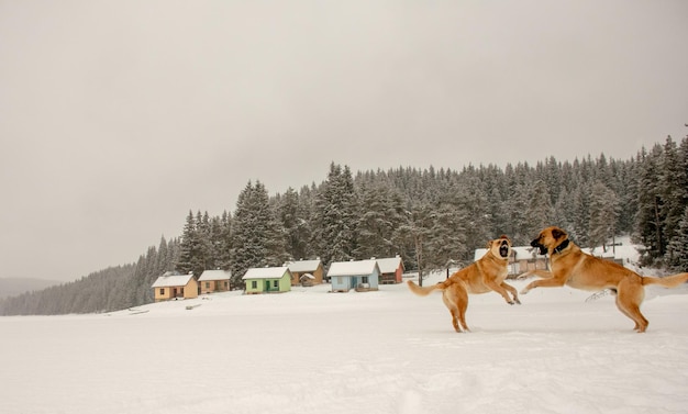 Hunde spielen im Schnee