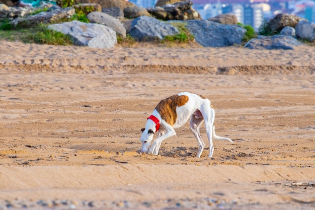 Hunde spielen im Sommer am Strand