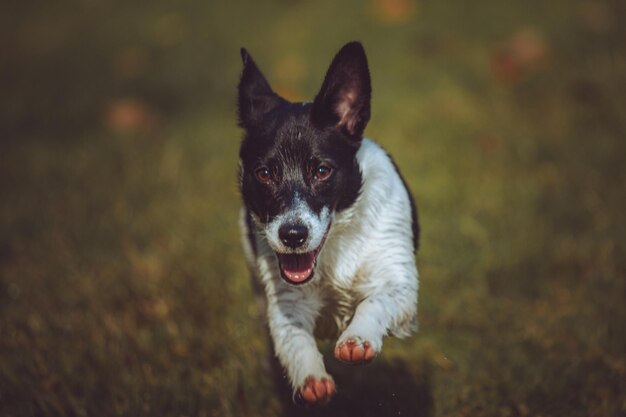 Hunde spielen in einem örtlichen Hundepark