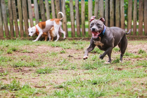 Hunde spielen und haben Spaß im Park. Selektiver Fokus.