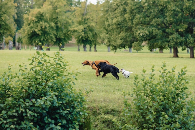 Hunde spielen und rennen in der Natur