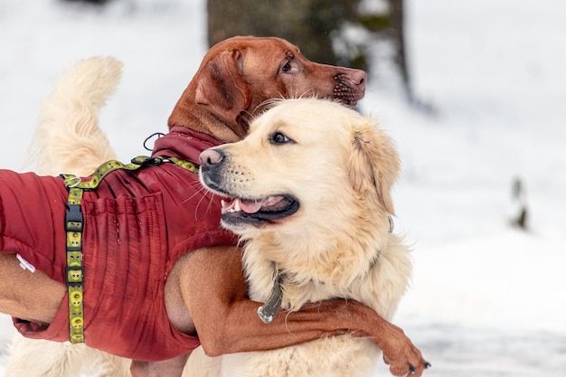 Hunde spielen und umarmen in einem Winterpark Gehende Hunde im Winter