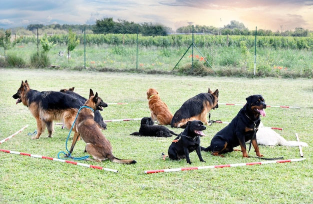 Hunde trainieren zum Gehorsam