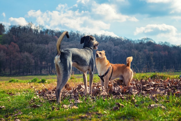 Hunde treffen sich im Park