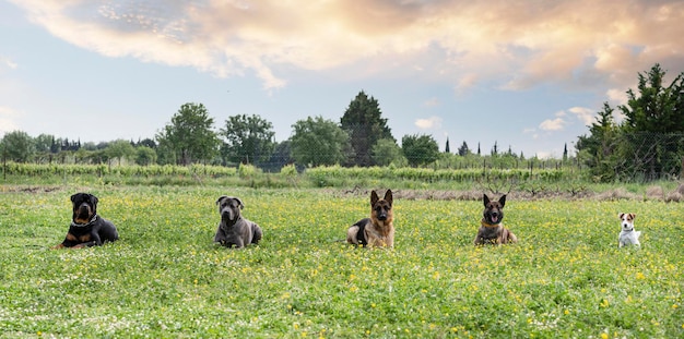 Hunde und Gehorsamsübungen