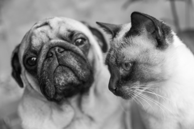 Hunde- und Katzenporträt schwarz-weiß stilvolle Fotofreundschaft einer Katze und eines Hundes Pug und Thai-Katze