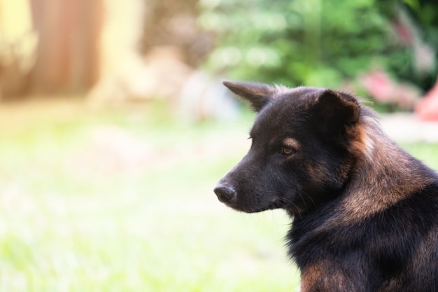 Hunde- und Kopienraum