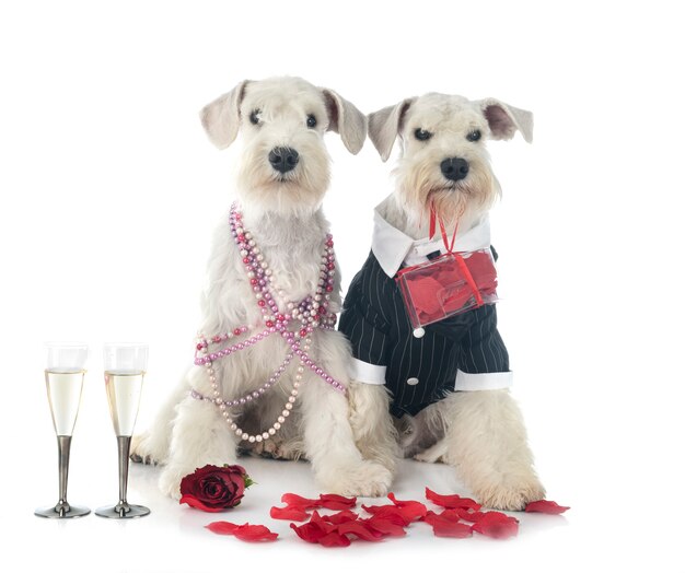 Hunde und Valentinstag