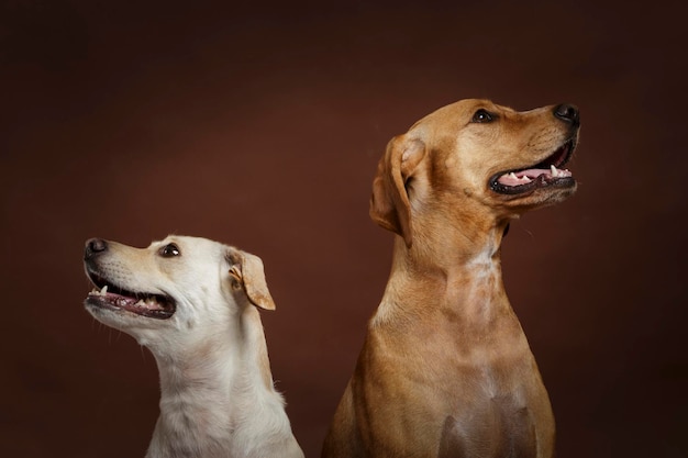 Hunde vor weißem Hintergrund
