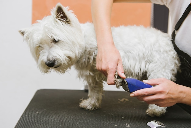 Hunde West Highland White Terrier Pflege.