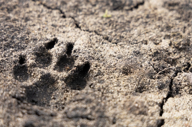 Hundeabdruck auf dem Boden