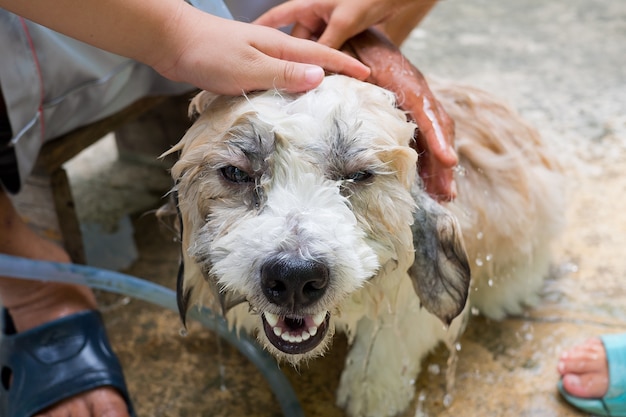 Hundebad, Dusche Haustier, baden den Hund