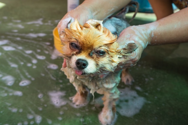 Hundebad kratzt sich gerade die Köpfe