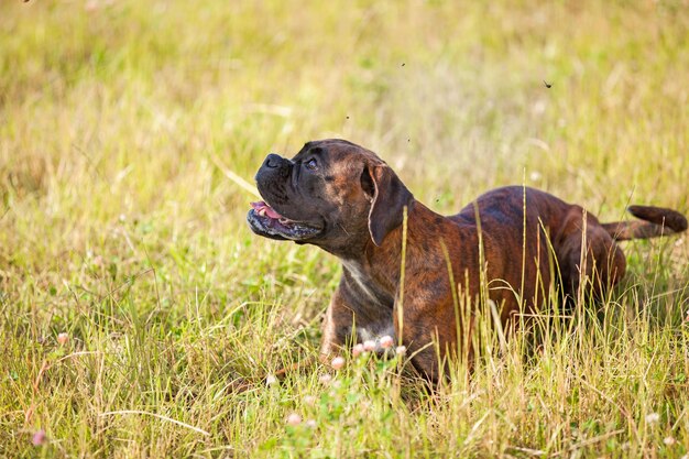 Hundeboxer liegt auf dem Gras