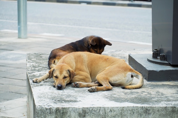 Hundebraun, das auf dem Boden am Straßenrand schläft