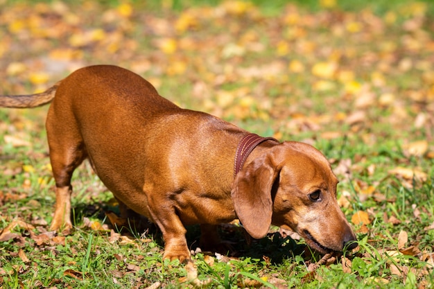 Hundedachshund auf dem Gras