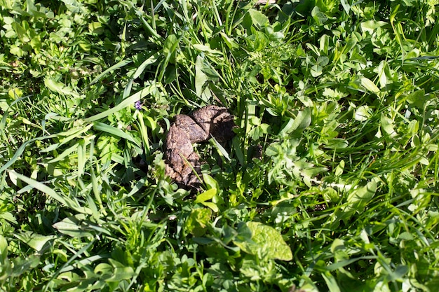 Foto hundeexkremente auf dem gras das konzept des sammelns von hundescheiße zur reinigung der städtischen umwelt