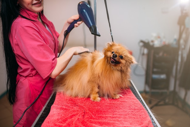 Hundefriseur mit Fön, Hund im Pflegesalon