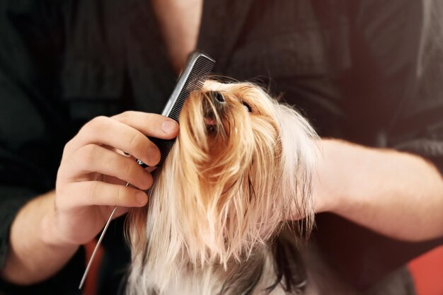 Hundefriseur pflegt einen Yorkshire-Hund im Salon