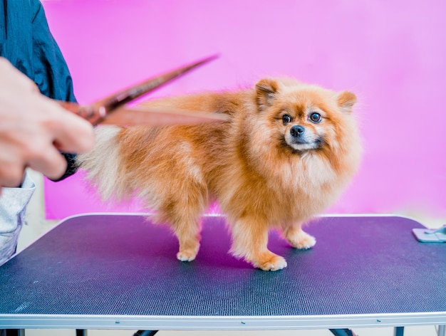 Hundefriseur schneidet Pomeranian-Hund im Pflegesalon